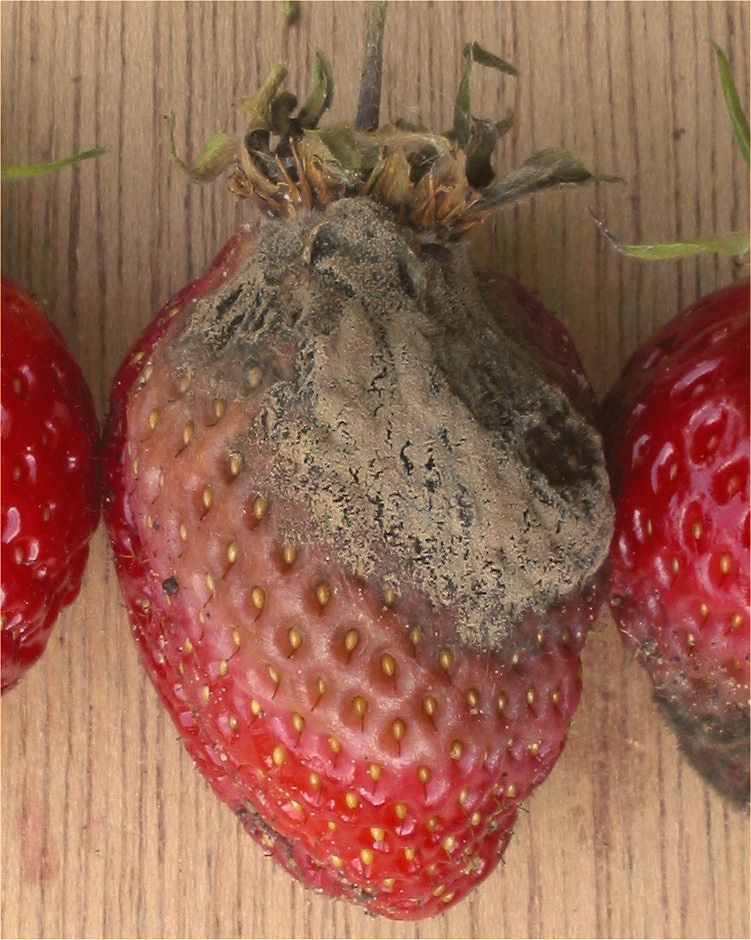  感染灰霉病菌（Botrytis cinerea）的草莓。 图片来源：Wiki 