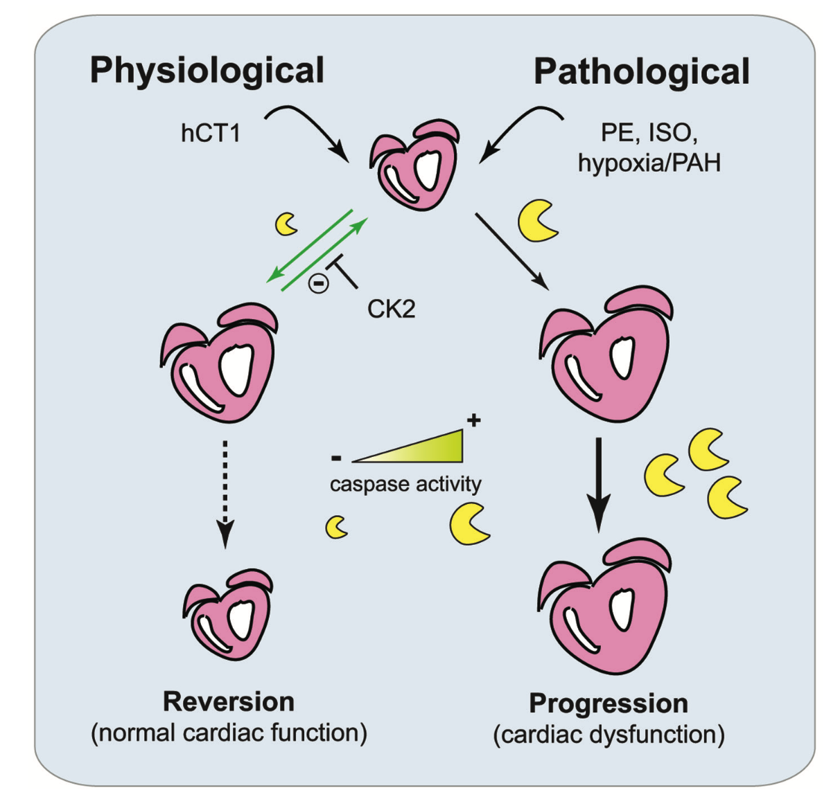 圖一、hCT1 引起的生理性心臟增生與病理性增生之機制比較。來源Cell Research. doi:10.1038/cr.2017.87 。