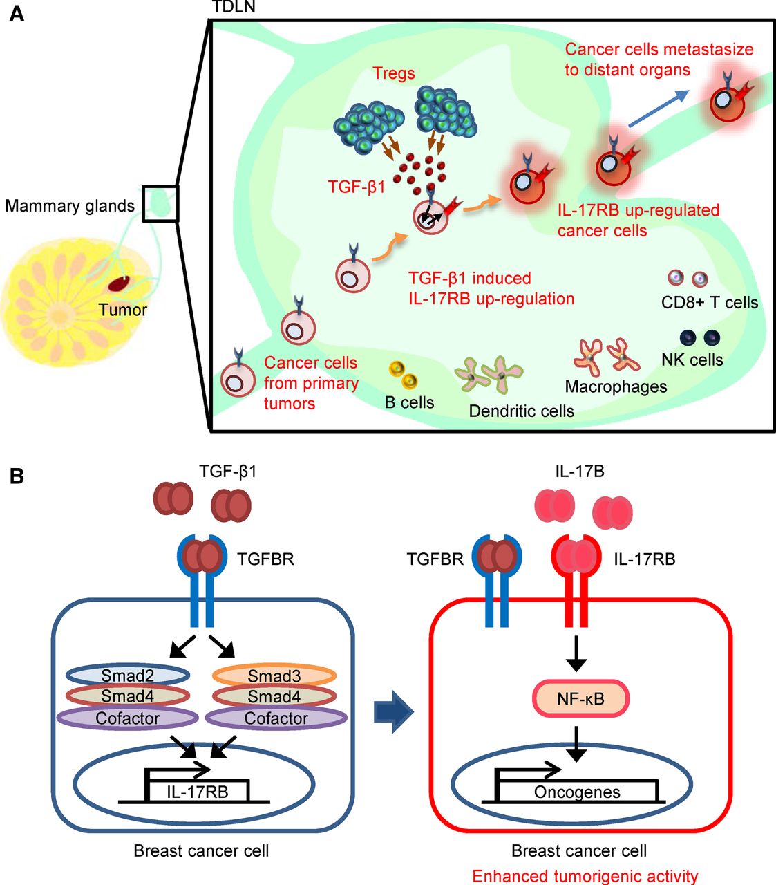 Tregs 所分泌的 TGF-β1 活化長乳癌細胞內 IL-17RB 基因，進而增加乳癌細胞的惡化