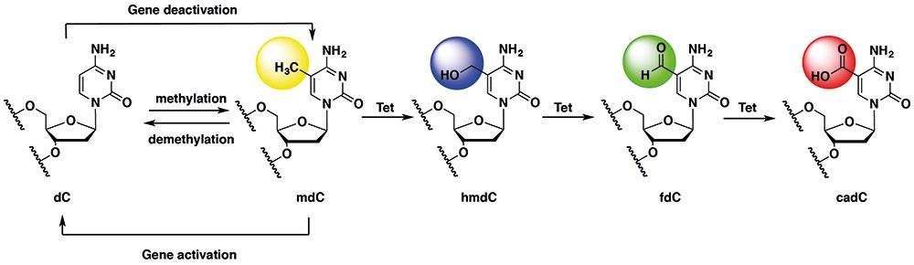 圖一、2’-deoxycytidine (dC)甲基化與 TET 蛋白介導之氧化反應