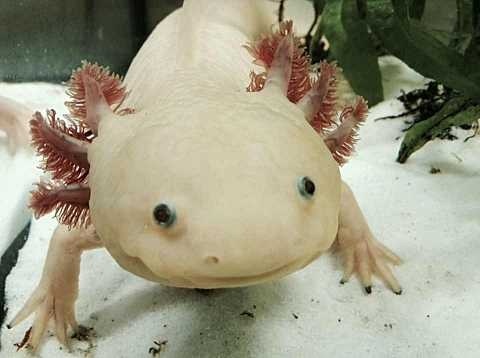美西蠑螈（axolotl），來源：Wiki。