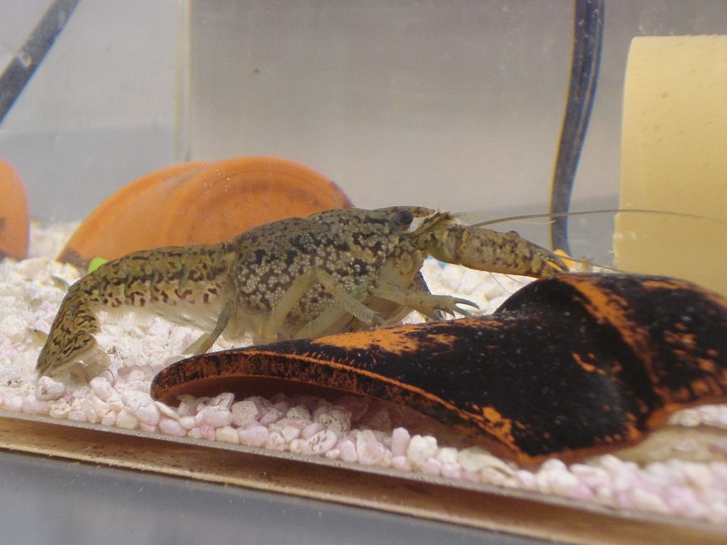 大理石紋螯蝦，來源：Wiki