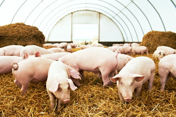 Herd of young piglet on hay and straw at pig breeding farm
