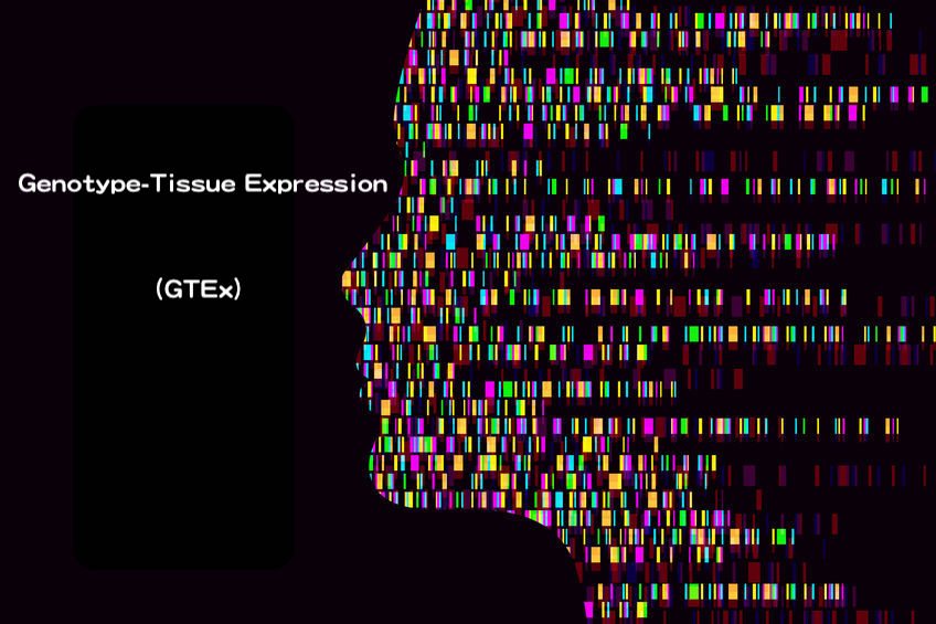 10 年有成 Gtex 發布跨細胞 組織的基因調控變異全面圖譜 Geneonline News