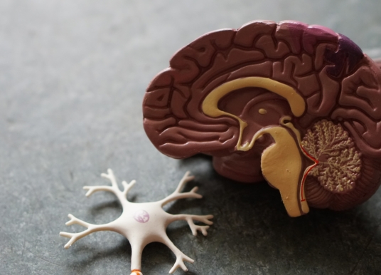 剖析高龄化思维：南洋理工大学揭开时间对记忆神经元的影响